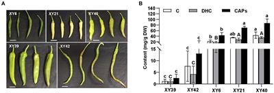 The changes of rhizosphere microbial communities in pepper varieties with different capsaicinoids